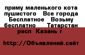 приму маленького кота пушистого - Все города Бесплатное » Возьму бесплатно   . Татарстан респ.,Казань г.